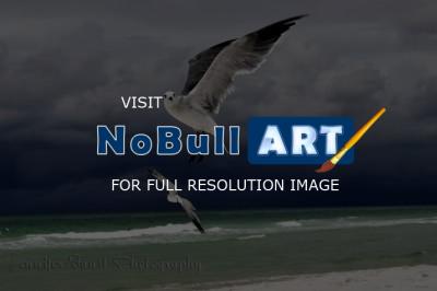 Fort Walton Beach 2009 - Suspended Flight - Digital Photography